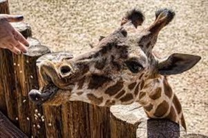 Wildlife World Zoo  
