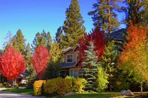 See the Autumn Colored Leaves at Big Bear Lake!